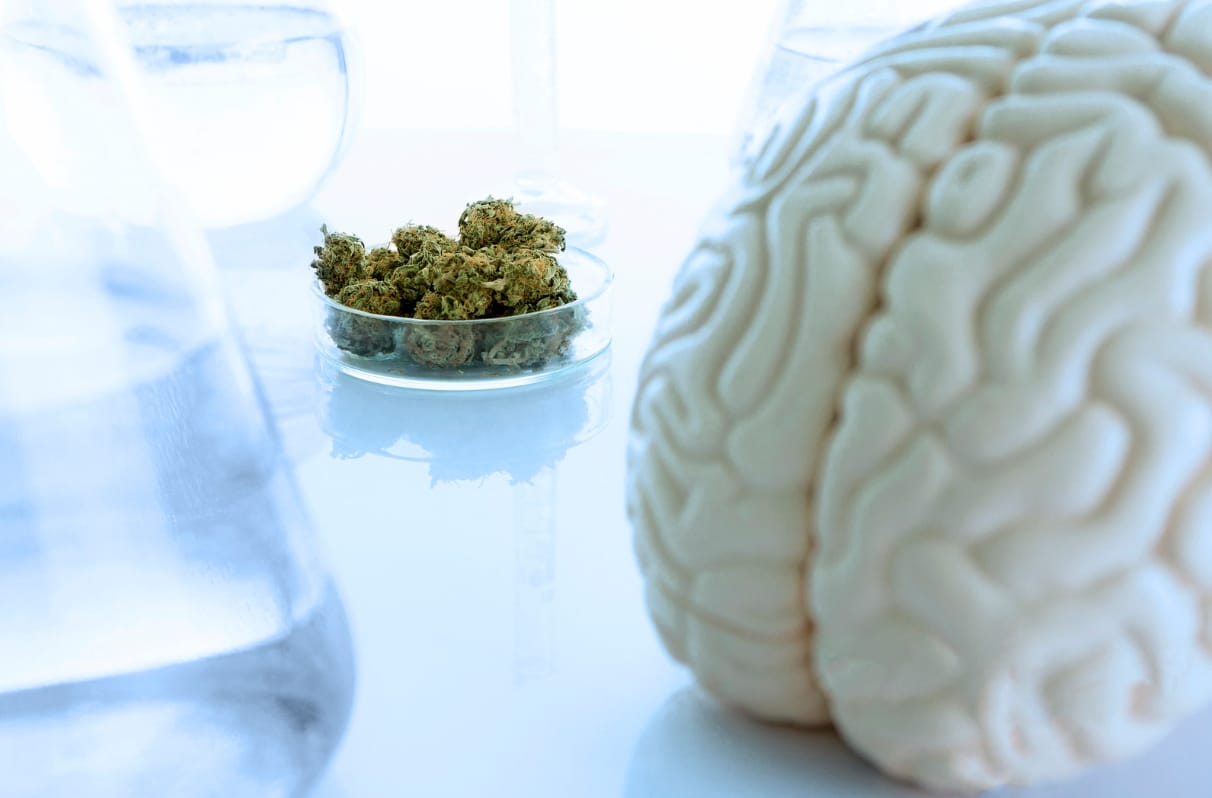 Cannabis, Neuroprotection and Traumatic Brain Injuries