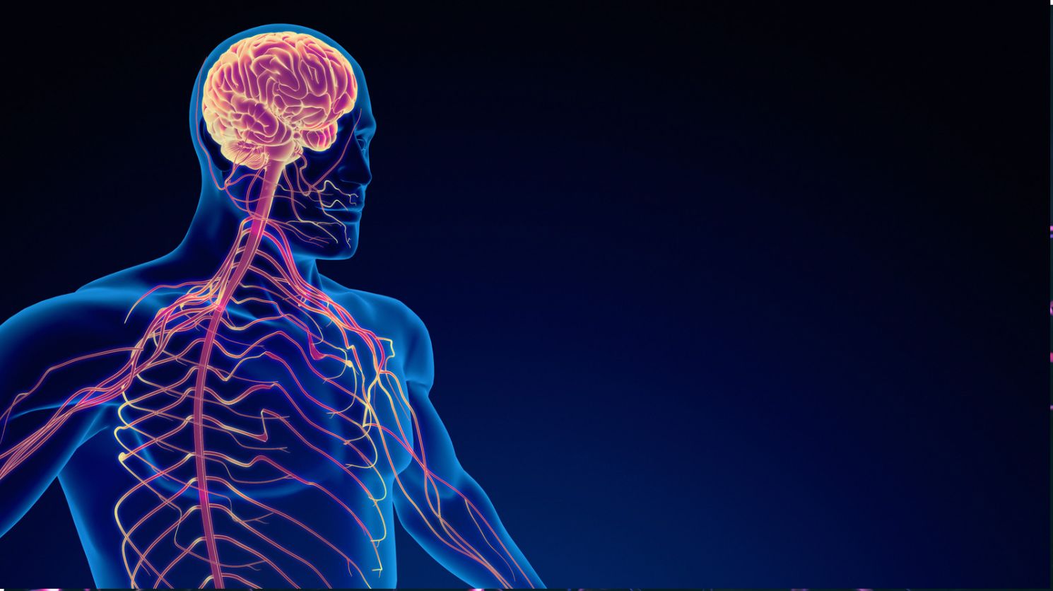 The Endocannabinoid System - Part Two