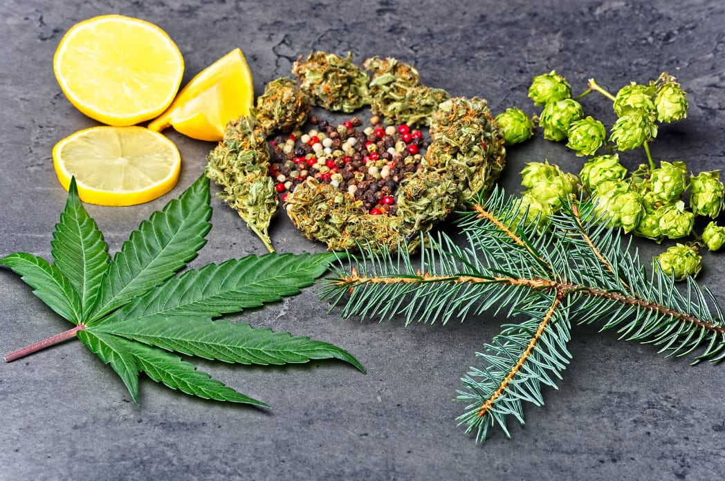 Terpenes and Flavonoids