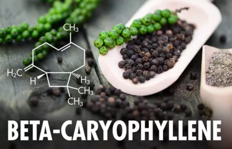 Beta-Caryophyllene with Dr. Philip Blair